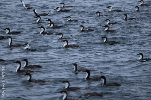 Group of Antarctic shags (Leucocarbo bransfieldensis) on the water. Southern Ocean photo