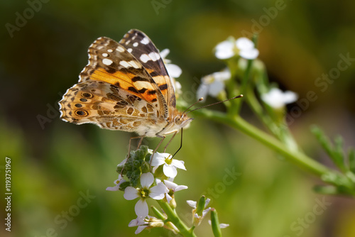 Distelfalter (Vanessa cardui) bei Nahrungsaufnahme auf Europäischem Meersenf (Cakile maritima), Seitenansicht mit Blick auf Unterseite des Flügels - Puerto Calera, Lanzarote photo