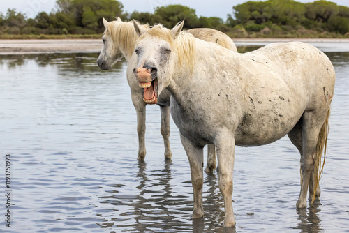 Saintes-Maries-de-la-Mer, Bouches-du-Rhone, Provence-Alpes-Cote d'Azur, France. Horse braying in the marshes of the Camargue. photo