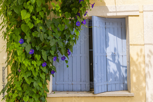 Aigues-Mortes, Gard, Occitania, France. Blue morning glory flowers and a blue painted wooden shuttered window. photo