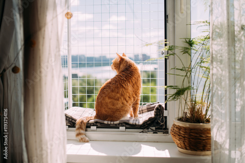 Canvas Print A contented cat is sitting on a window with a safety net.