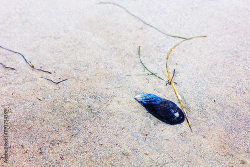 California mussel, Mytilus californianus on wet sand of tidal basin washed out with sea weeds in the morning photo