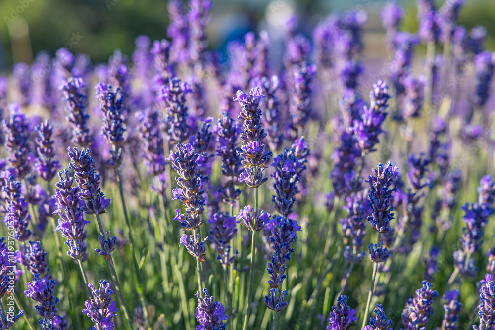 Ferrassieres, Drome, Auvergne-Rhone-Alpes, France. Close up of lavender growing in the south of France. Ferrassieres, Drome, Auvergne-Rhone-Alpes, France. Close up of lavender growing in the south of France.