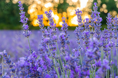 Saint-Christol, Vaucluse, Provence-Alpes-Cote d'Azur, France. Close up of lavender growing in the south of France.