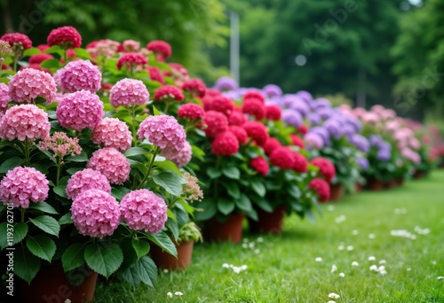 Colorful hydrangea bushes in park. Many vibrant flowers bloom in row. Pink, red flowers in front violet, lilac flowers in background. Variety of hydrangeas. Rich green leaves surround flowers. Garden