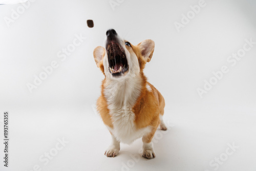 Excited Corgi dog catching a treat mid-air, showcasing playful energy and sharp focus