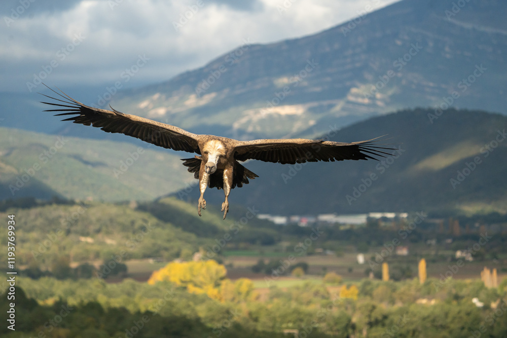 Naklejka premium Griffon vulture (Gyps fulvus) photographed in Spain