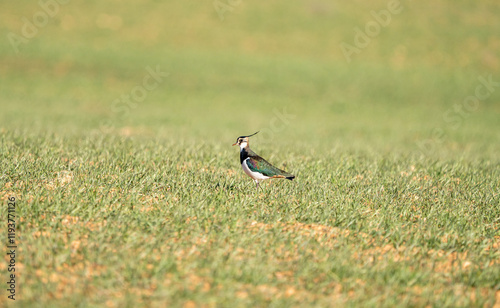 European Lapwing (Vanellus vanellus) photographed in Spain photo