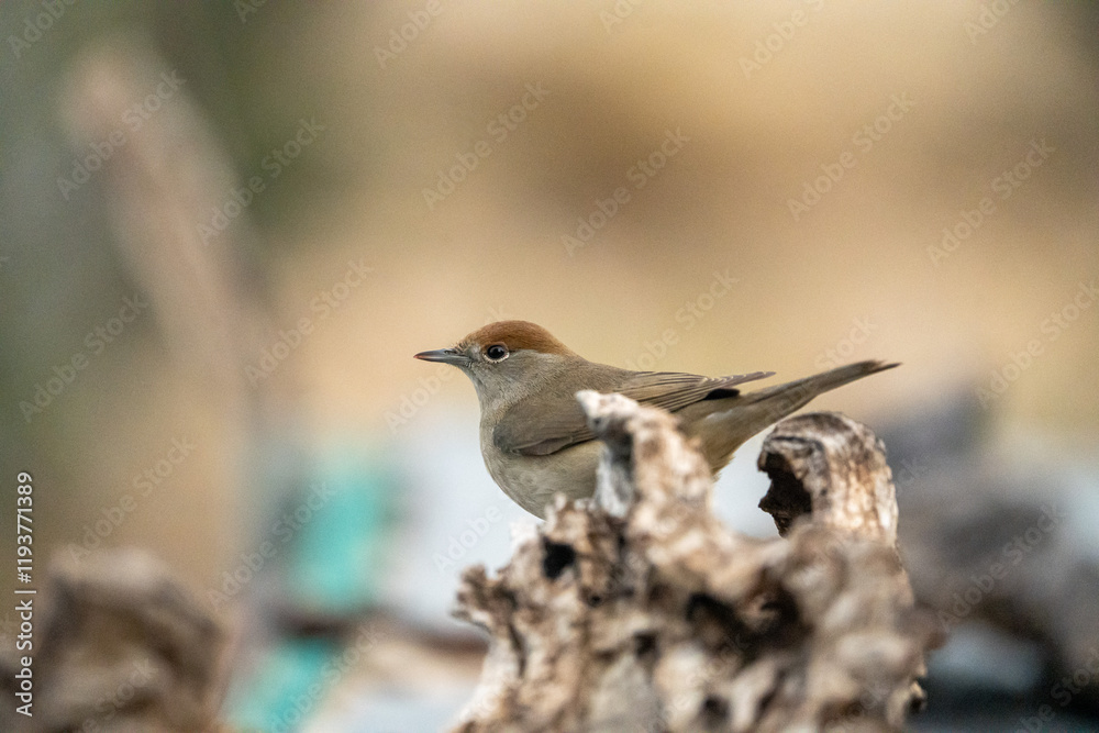 Blackcap (Sylvia atricapilla) photographed in Spain Blackcap (Sylvia atricapilla) photographed in Spain