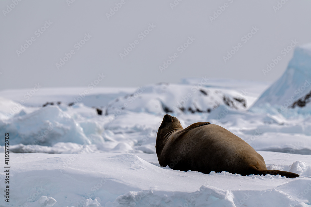 Obraz premium Elephant Seal (Mirounga leonina) in Antarctica.