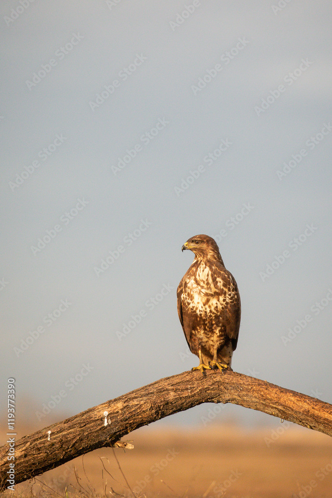 portrait of a buzzard sitting on a branch - Buteo buteo portrait of a buzzard sitting on a branch - Buteo buteo