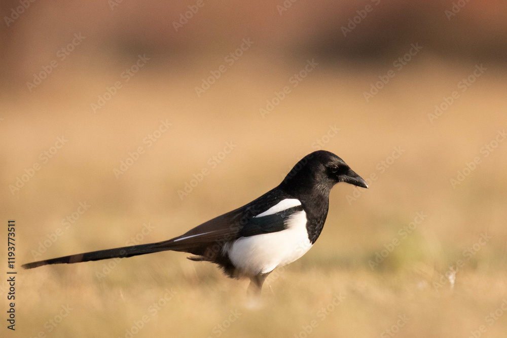 Magpie on the ground