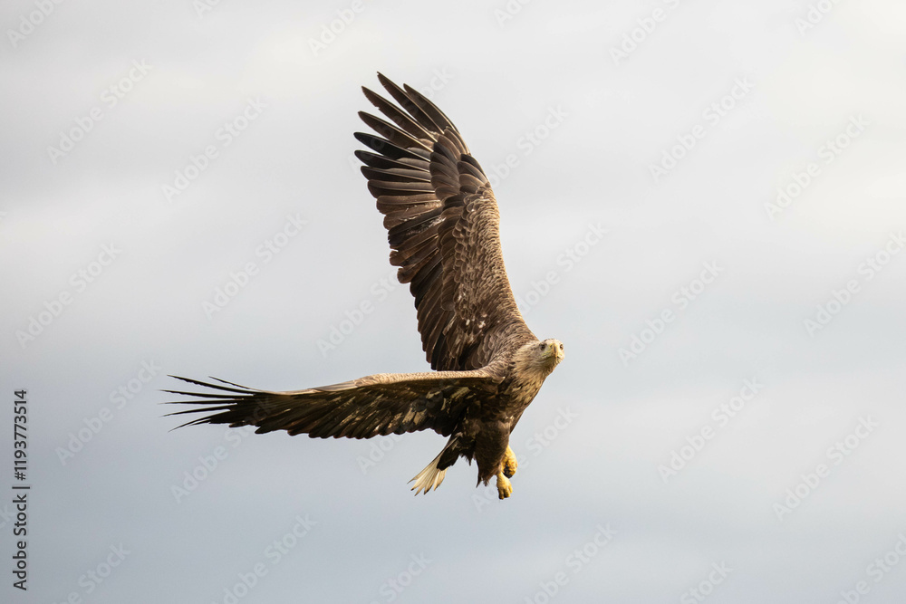 Fototapeta premium an adult white tailed eagle in flight