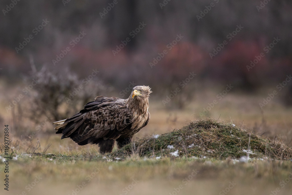 Fototapeta premium a white tailed eagle sitting on the ground