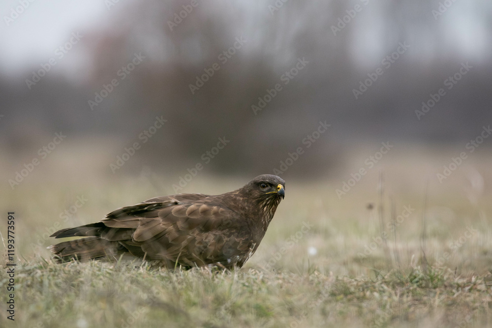 a common buzzard sitting in the gras a common buzzard sitting in the gras