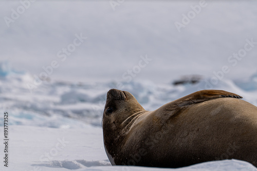  Elephant Seal (Mirounga leonina) in Antarctica. photo