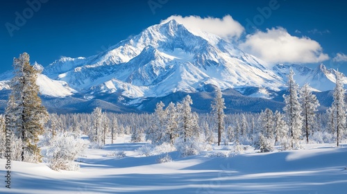 snowy forest in the mountains on a sunny day