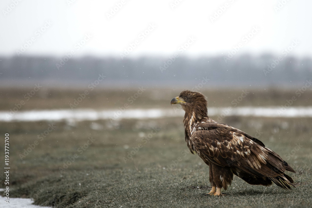 Fototapeta premium juvenile white tailed eagle