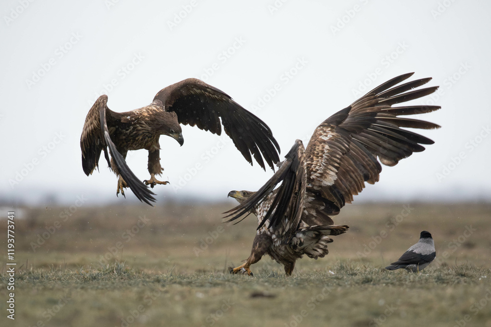 Obraz premium two white tailed eagles fighting