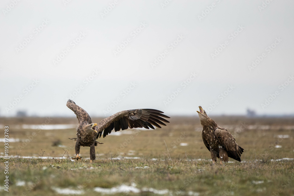Obraz premium two white tailed eagles on the ground, they seem to be shouting at each other