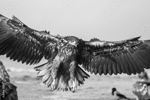 close up on a white tailed eagle landing photo