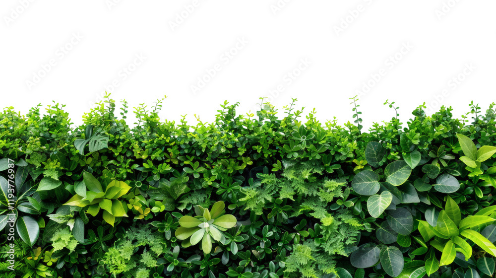 A vertical garden with lush green plants, isolated on a white background A vertical garden with lush green plants, isolated on a white background