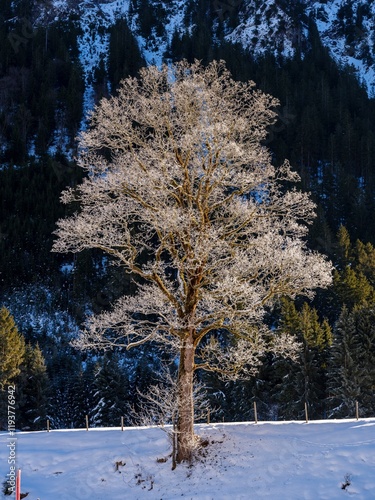 Sycamore (Acer pseudoplatanus) with hoar frost in the valley of river Stillach. The Allgau Alps near Oberstdorf during winter in Bavaria, Germany.