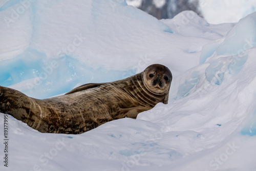 Weddell Seal (Leptonychotes weddellii). Antarctica. photo