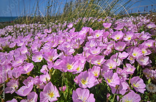 Oenothera speciosa. Background of delicate pink flowers on the shore of the Mediterranean Sea.
