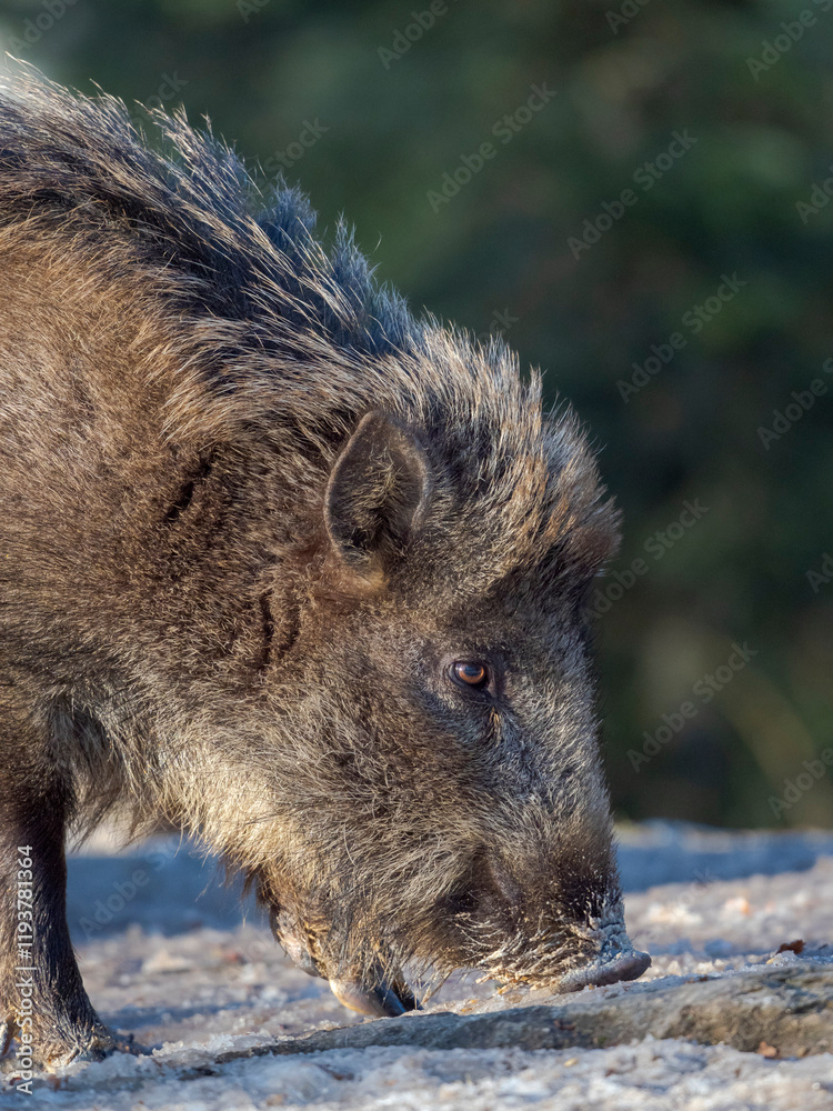 Wild boar in forest during winter. National Park Bavarian Forest (Bayerischer Wald), Germany, Bavaria. Wild boar in forest during winter. National Park Bavarian Forest (Bayerischer Wald), Germany, Bavaria.
