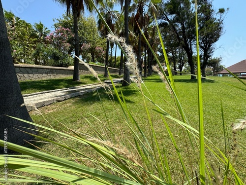 Flowering grass of Imperata cylindrica. Imperata cylindrica gresh leaves and seeds. Close-up. Common names include Cogongrass, kunai grass. White Imperata Cylindrica (cogon grass) flowers.
 photo