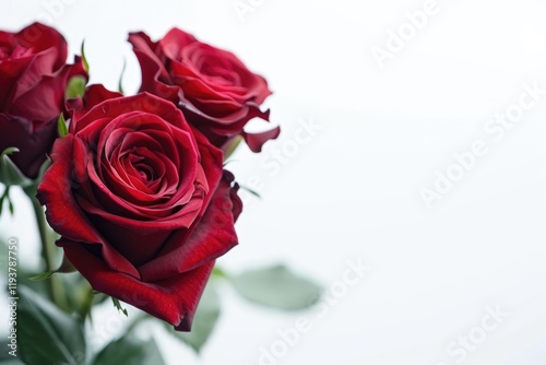 red roses isolated on white background