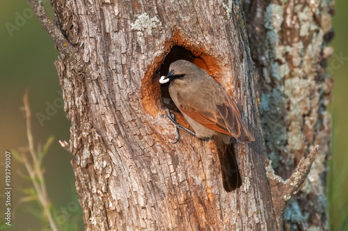 Bay winged Cowbird nesting, in Calden forest environment, La Pampa Province, Patagonia, Argentina. photo