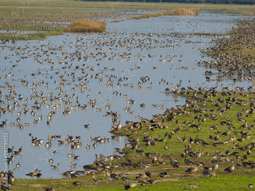 Greylag goose (Anser anser) and Greater white-fronted goose during autumn at a resting and feeding place in the Hortobagy National Park, which is listed as UNESCO World Heritage Site, Hungary. photo