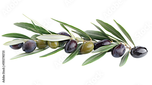 An olive branch with ripe black and green olives, isolated on a white background