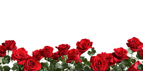 Red roses frame border for text and design with copy space, isolated on a transparent background. PNG cutout or clipping path.