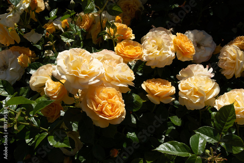 yellow and orange roses