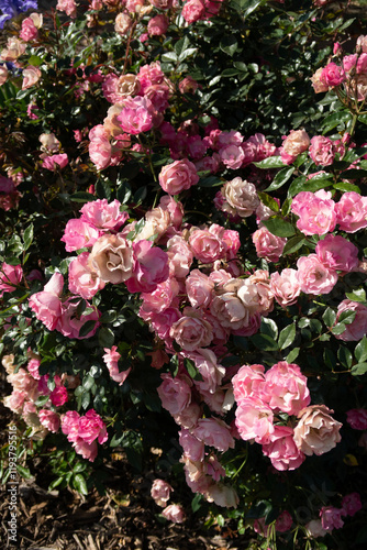 pink and white roses