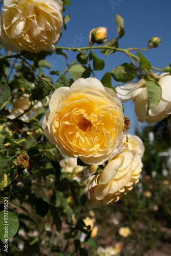 beautiful yellow rose 