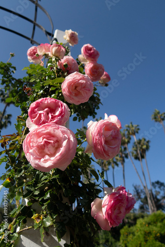 pink roses in the garden