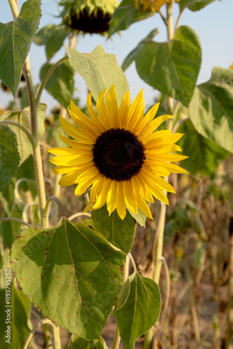 sunflower in the field