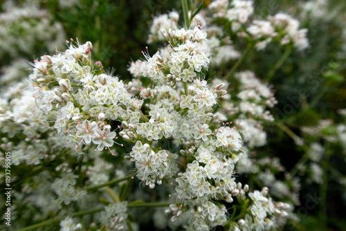 white flower blossoms