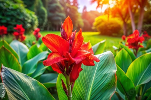 Vibrant Red Canna Lily Flower with Lush Green Leaves in a Park Setting - Nature Stock Photo