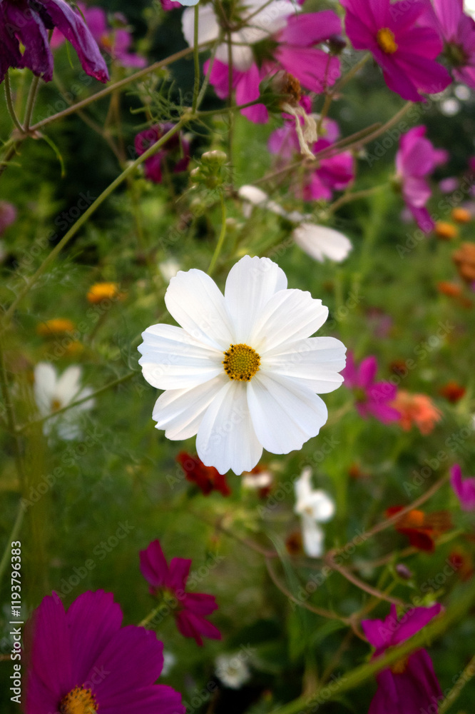 closeup of white cosmos flower closeup of white cosmos flower