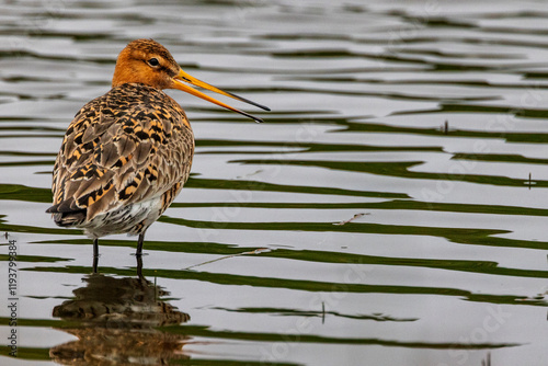 Black tailed godwit on Grimsey Island in Iceland