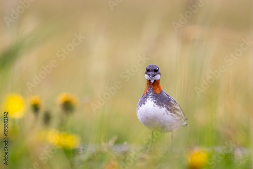 Red Necked Phalarope on Grimsey Island in Iceland photo