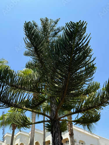 Araucaria columnaris tree against vibrant blue sky. coral reef araucaria, Cook pine (Cook's pine), New Caledonia pine, Cook araucaria, or columnar araucaria. Family Araucariaceae. Antalya, Türkiye.
 photo