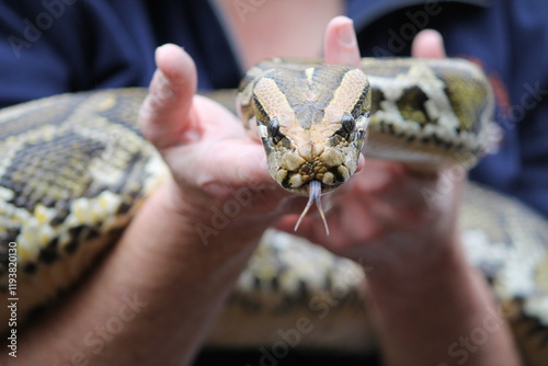 Burmese python Python bivittatus tasting the air