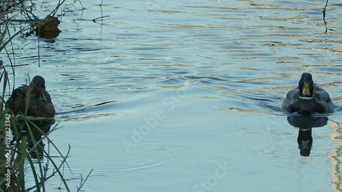 mallards swimming in a pond