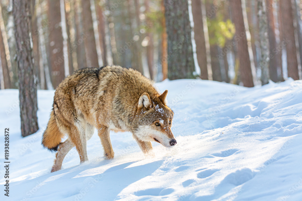 Naklejka premium Timber wolf in snowy sunny winter forest. European wolf Canis Lupus in natural habitat. Wild life.
